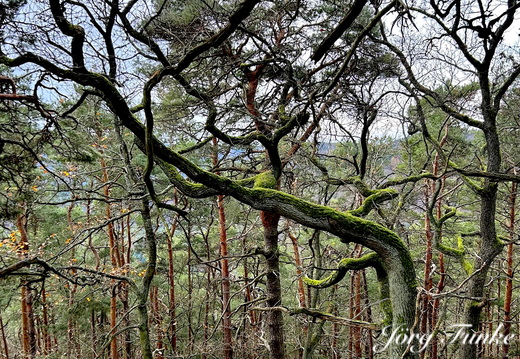 Trolle und andere Waldwesen